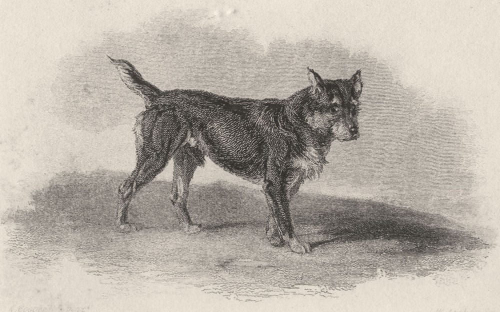 DOGS. Terrier Black and Tan (Edward Jesse) 1888 old antique print picture